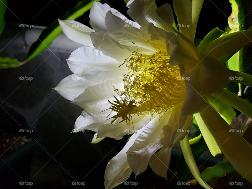 Dragon fruit flower blossom