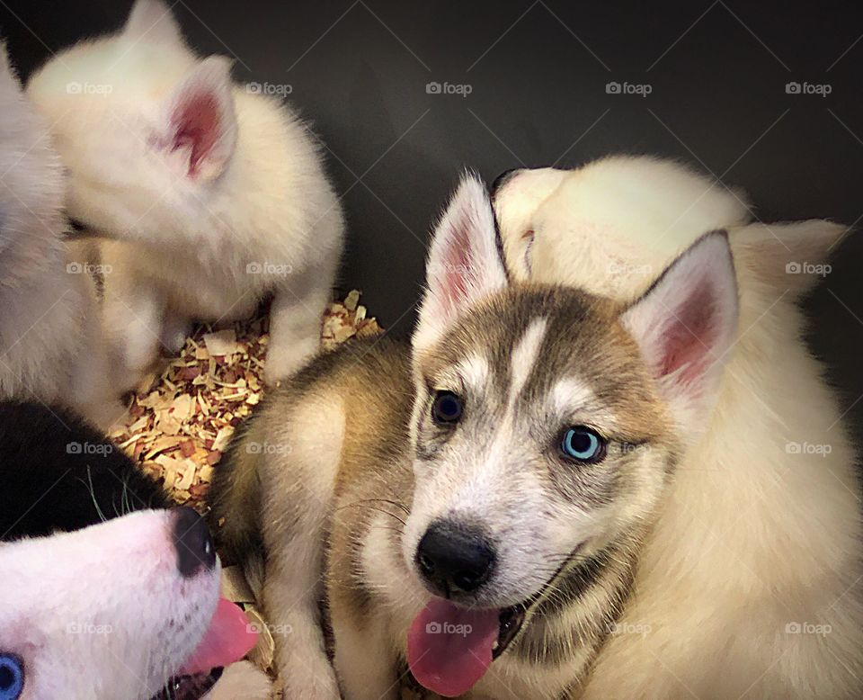 A box full of adorable Husky puppies.