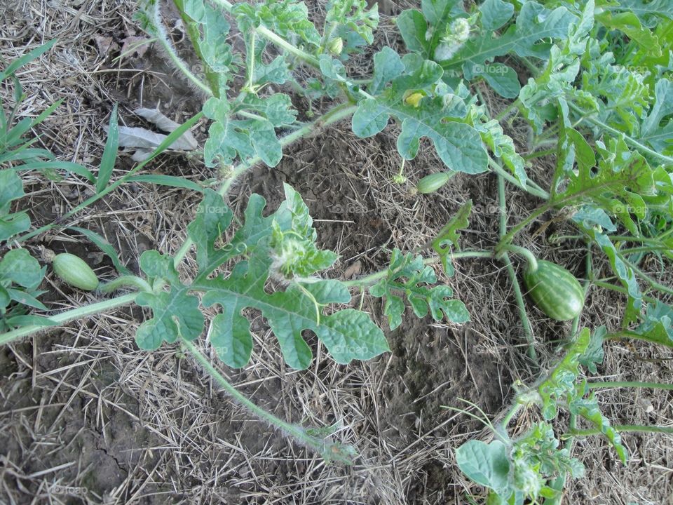 Baby Watermelon 