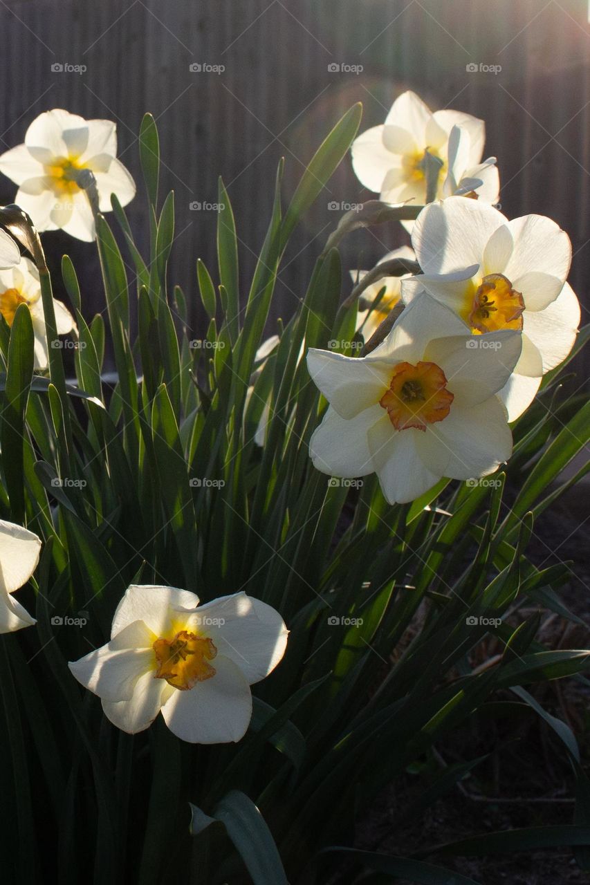Yellow and white daffodils blooming in the evening sunlight with wooden fence background