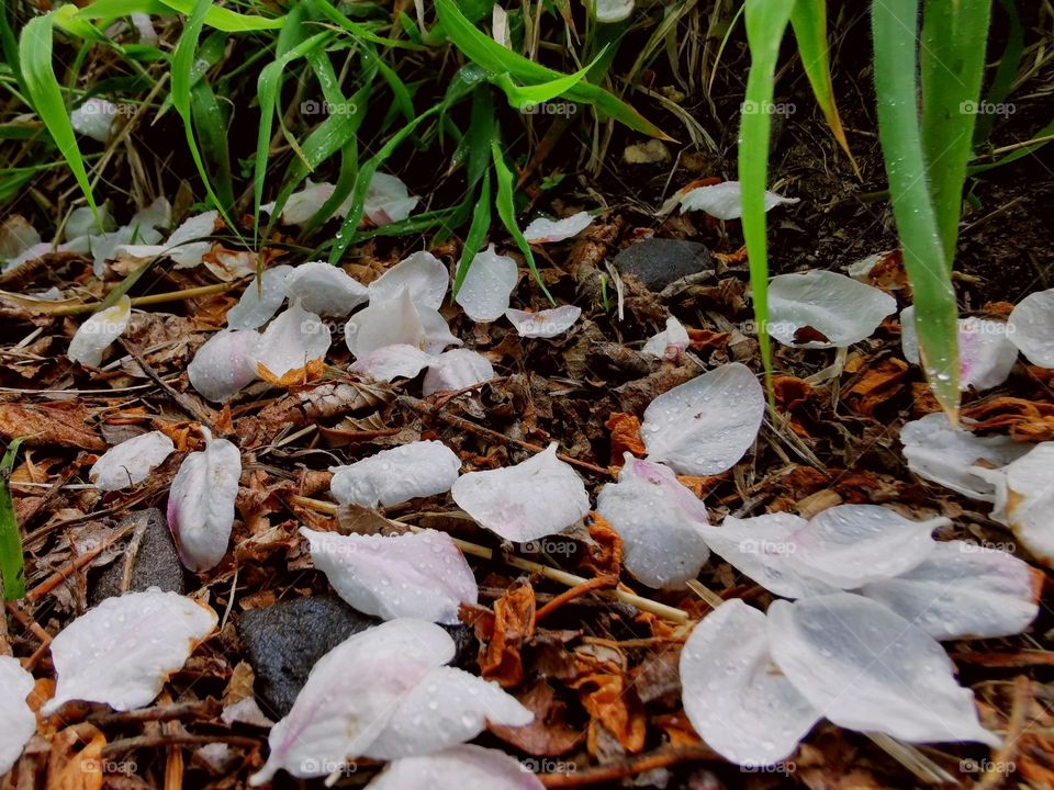 Petals falls on earth