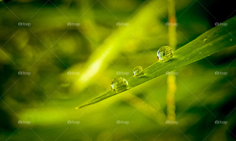 dew at the end of the grass