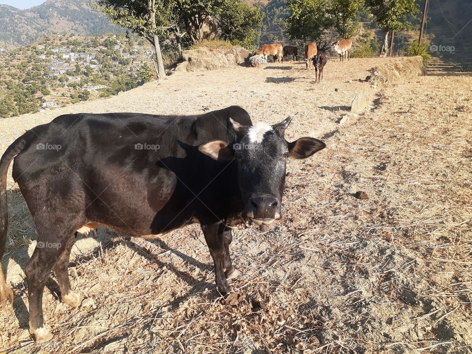 uttrakhand cow