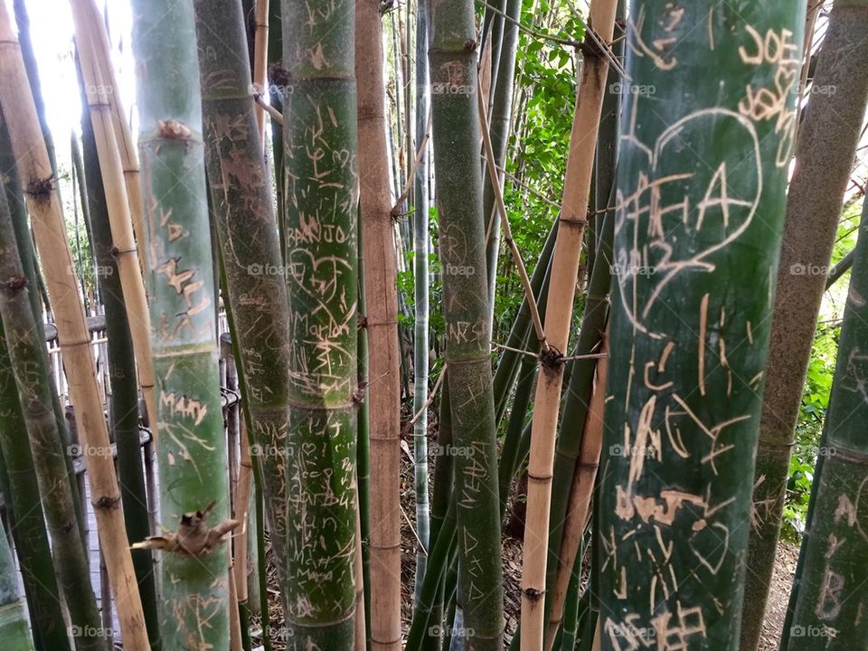 Bamboo graffiti one