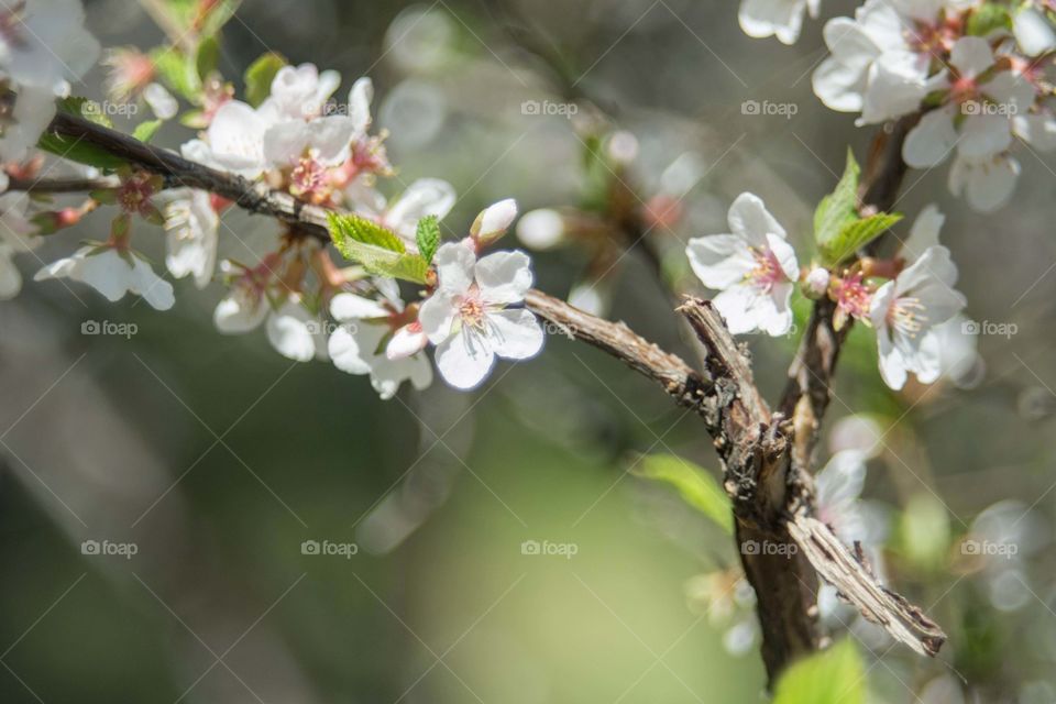 Apple flowers blooming