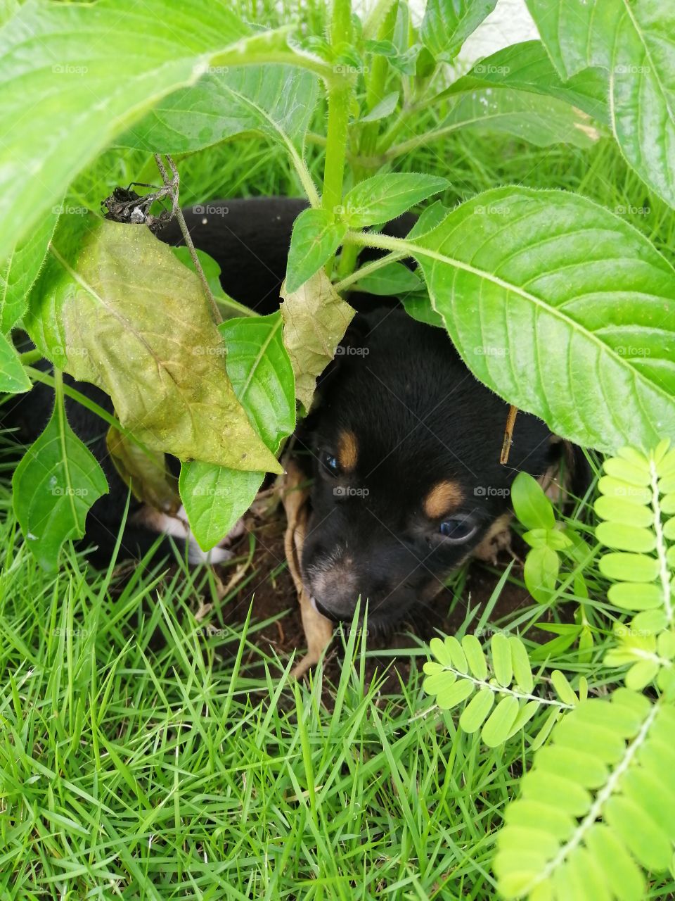 The black puppy is under the plants.