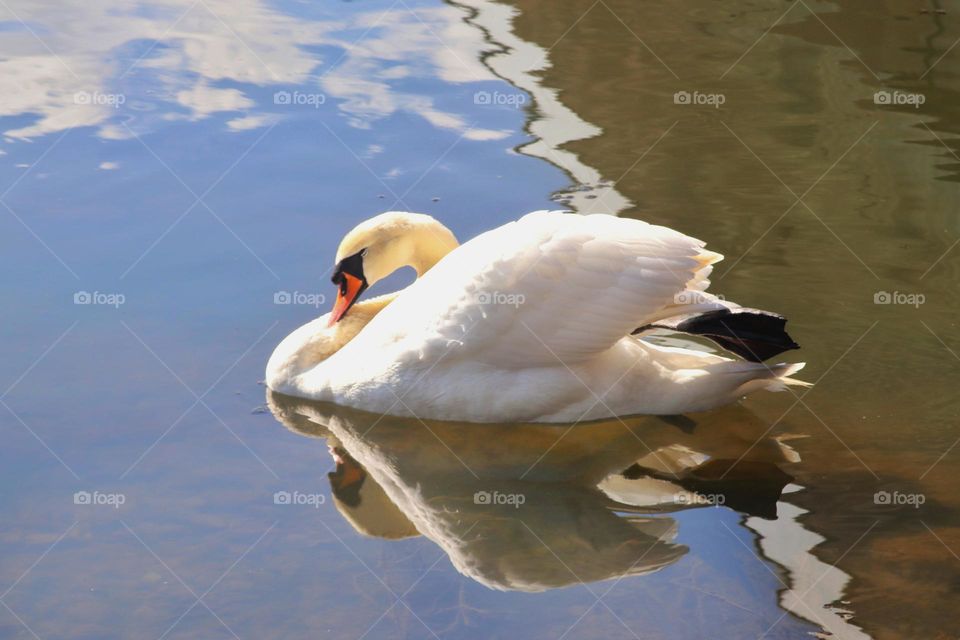 Swan in the pond