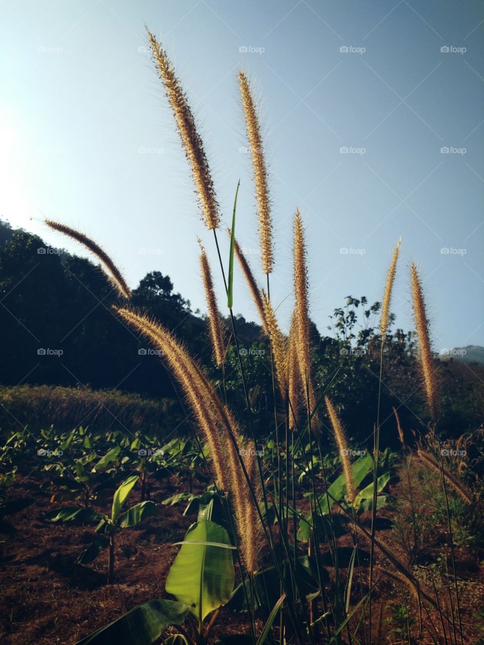 Grass flowers