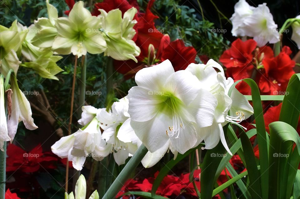 Close-up of red and white Amaryllis