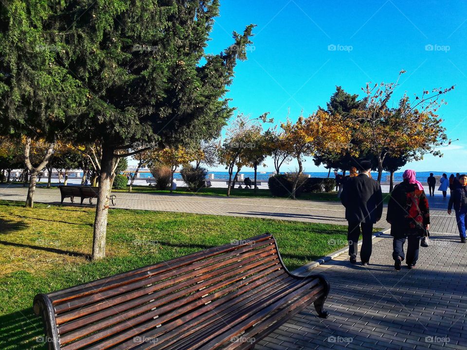 Spring flowers wild nature greens outdoor plant flower beauty