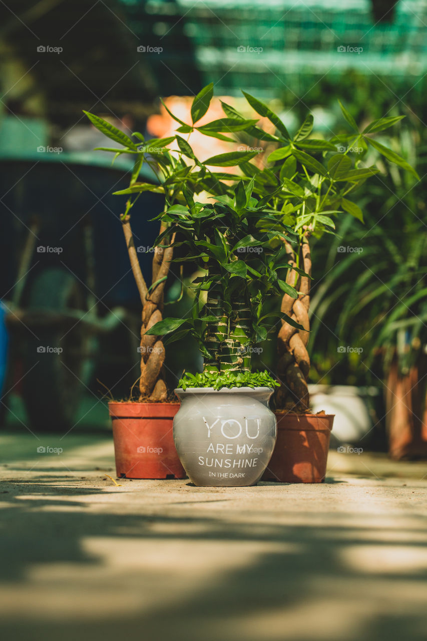 bamboo grows in a pot.