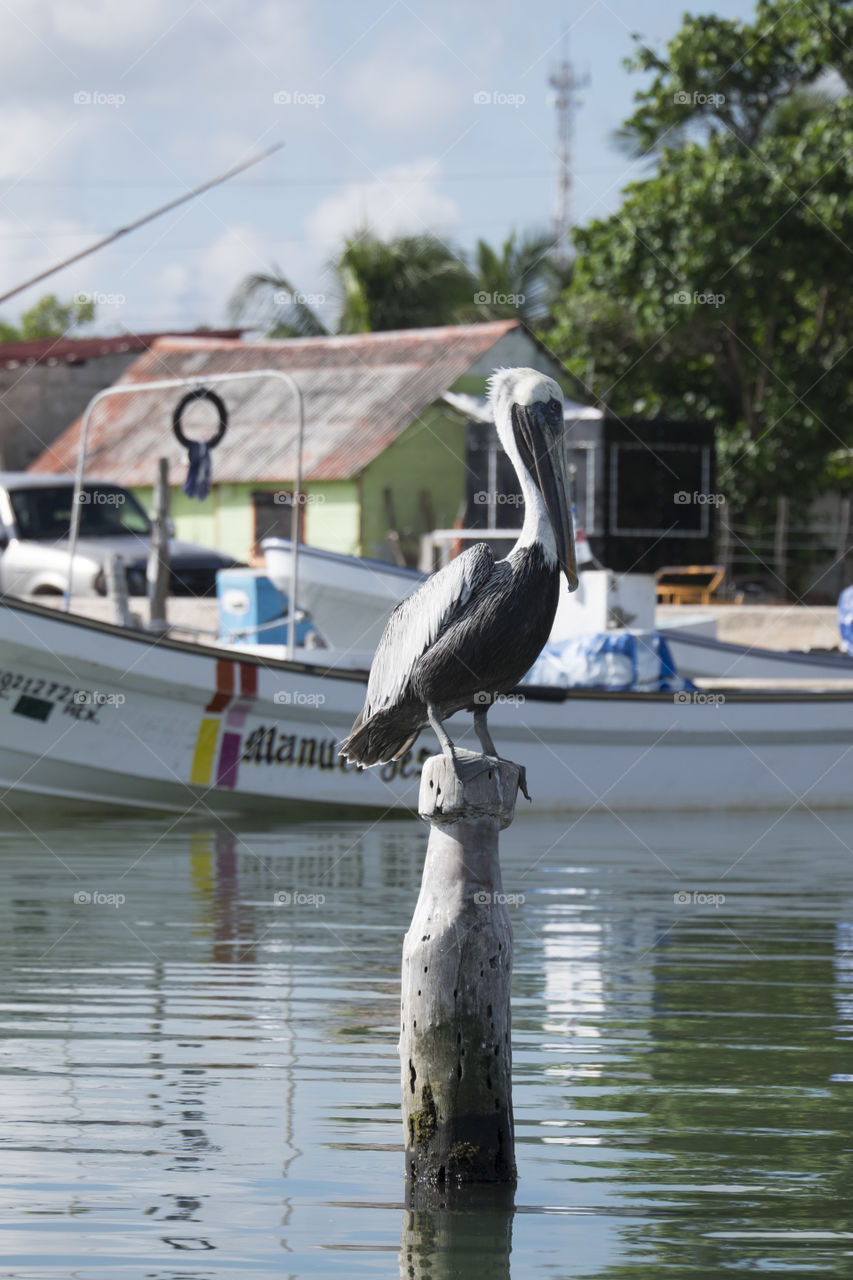 pelican