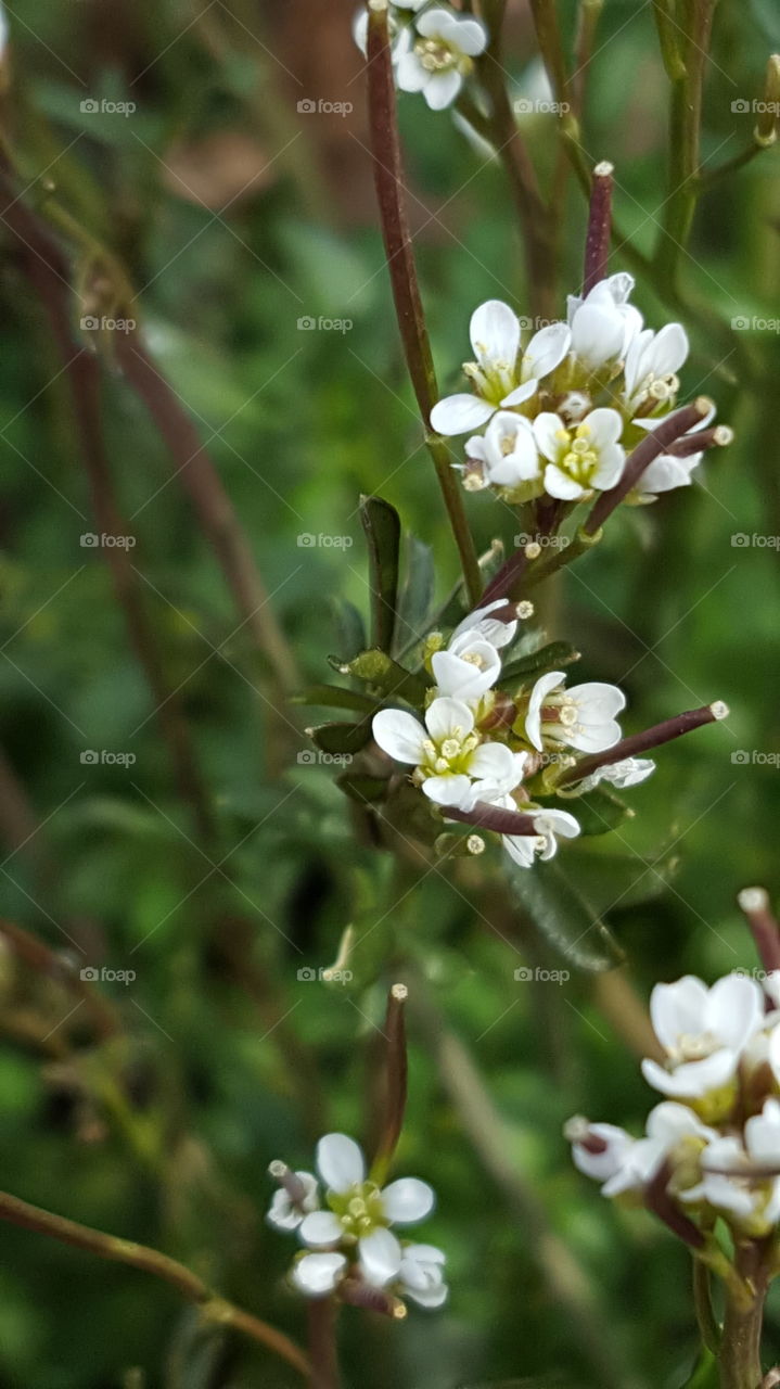 tiny white spring flower upclose