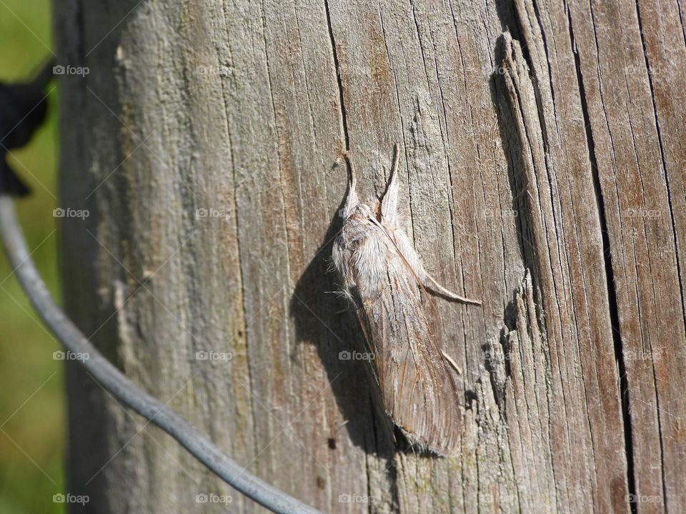 A moth on a fence 