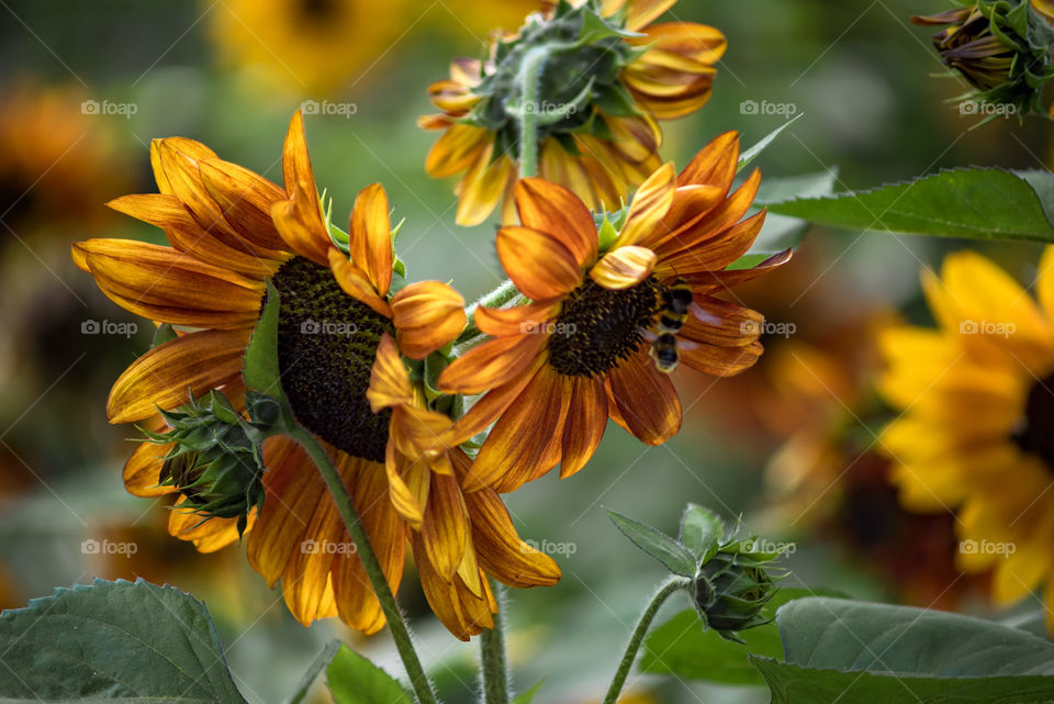 sunflowers bees and bumblebees