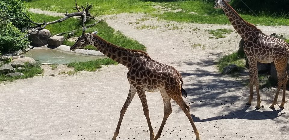 Giraffe at the Cincinnati Zoo