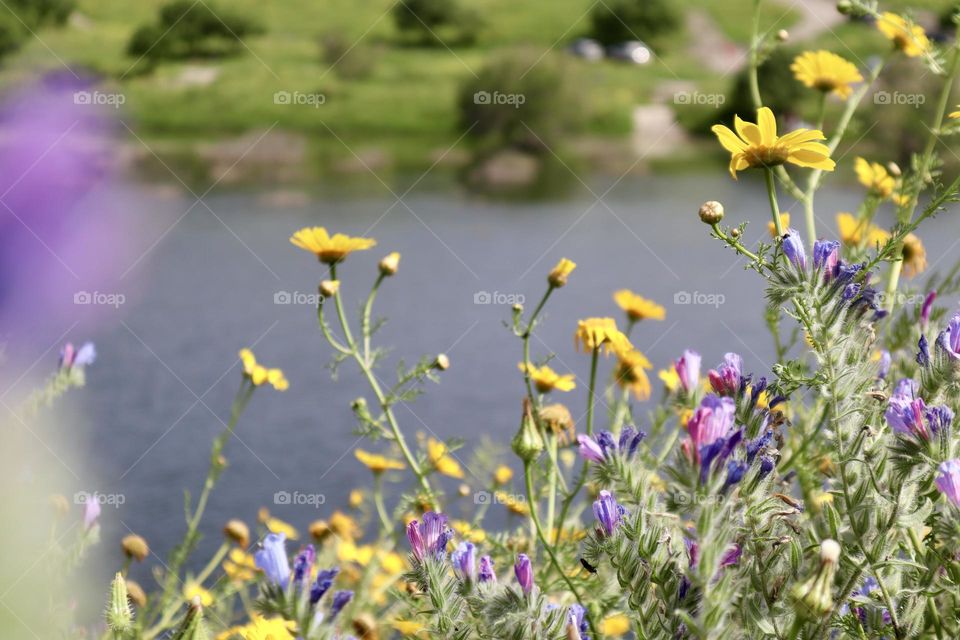 Colourful spring flowers 