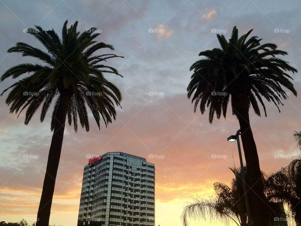 hollywood sunset palm trees by pnavasca