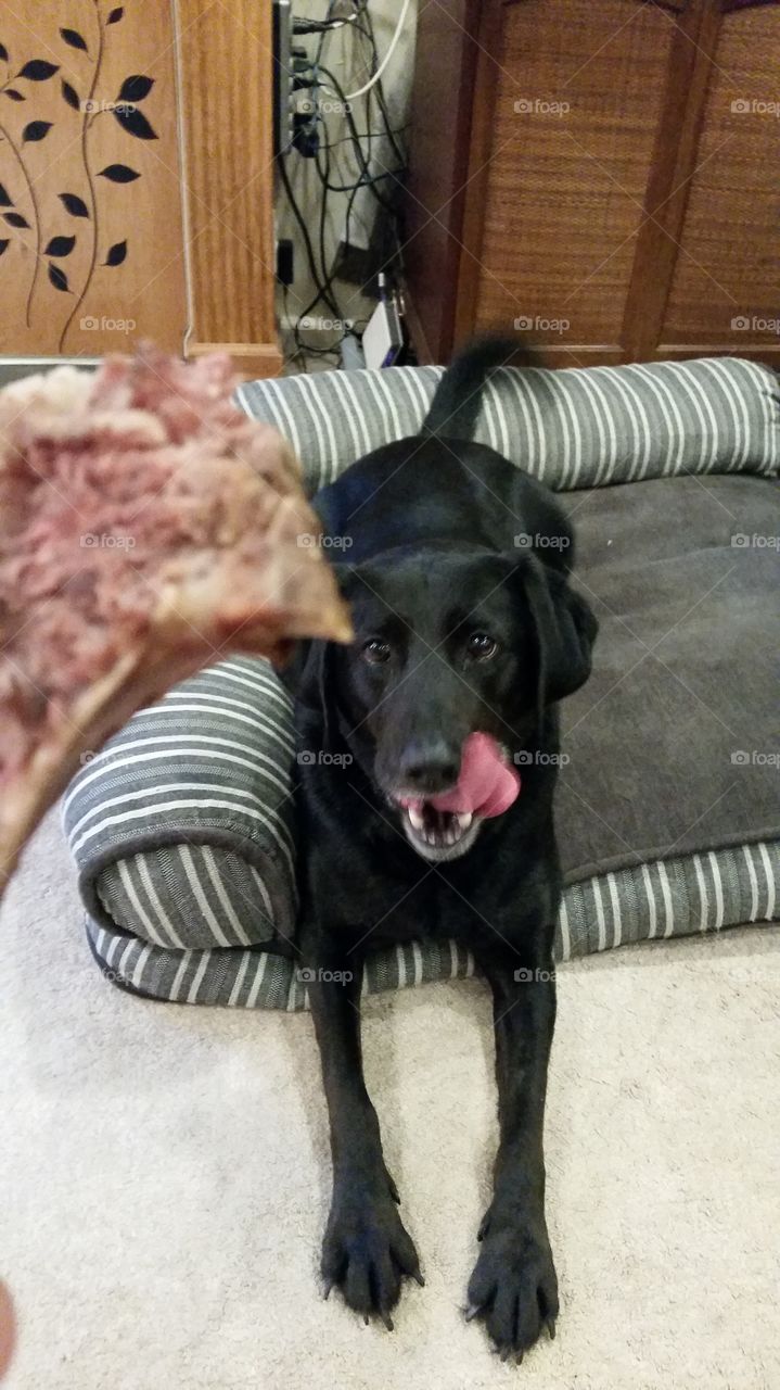 Ribs for the  dog. My dog loves when I BBQ and I let him pick the bones clean.