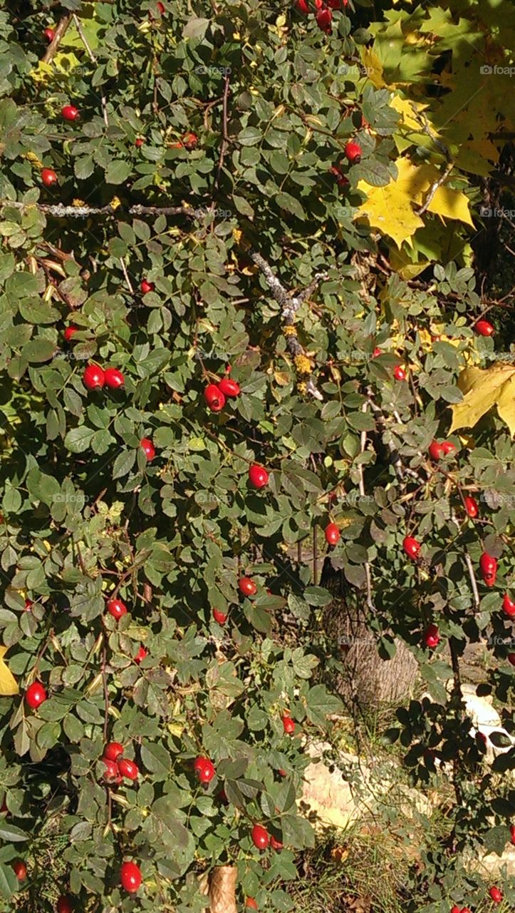 Fruits near golden leaf tree