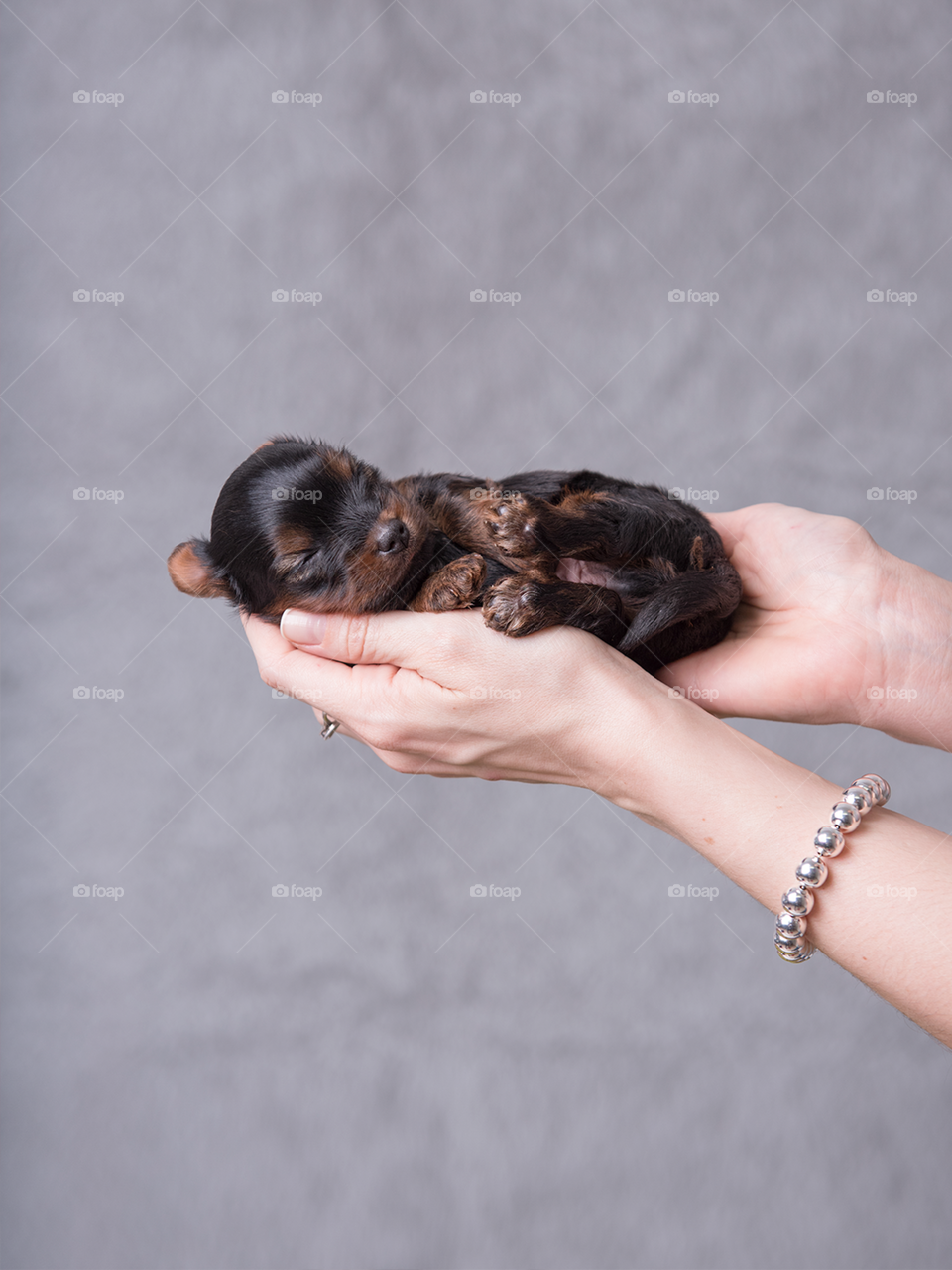 Newborn Puppy - Dog