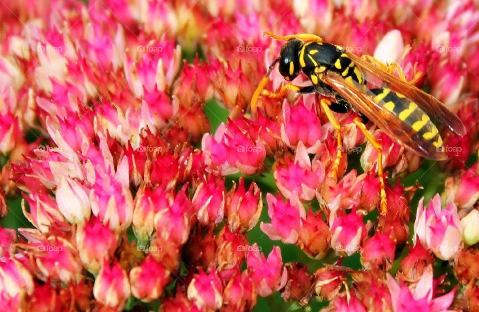 Wasp on Flowers