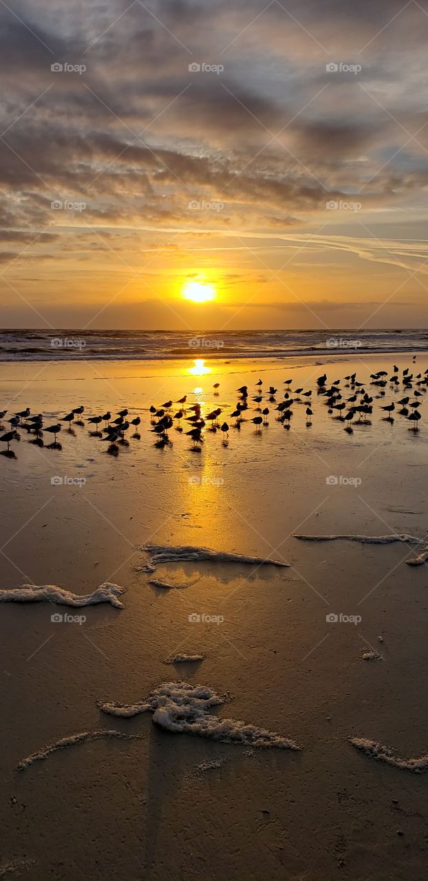 Florida beach sunrise with birds