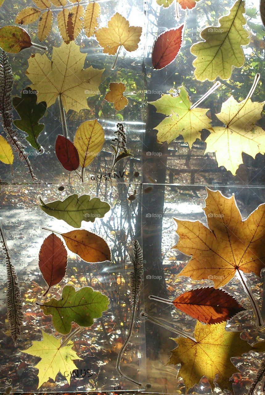 decorating the window with leafs
