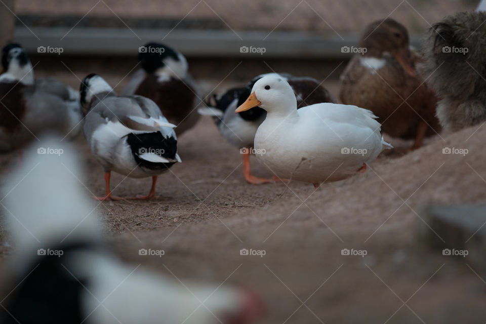 Duck, Bird, Poultry, Goose, Wildlife