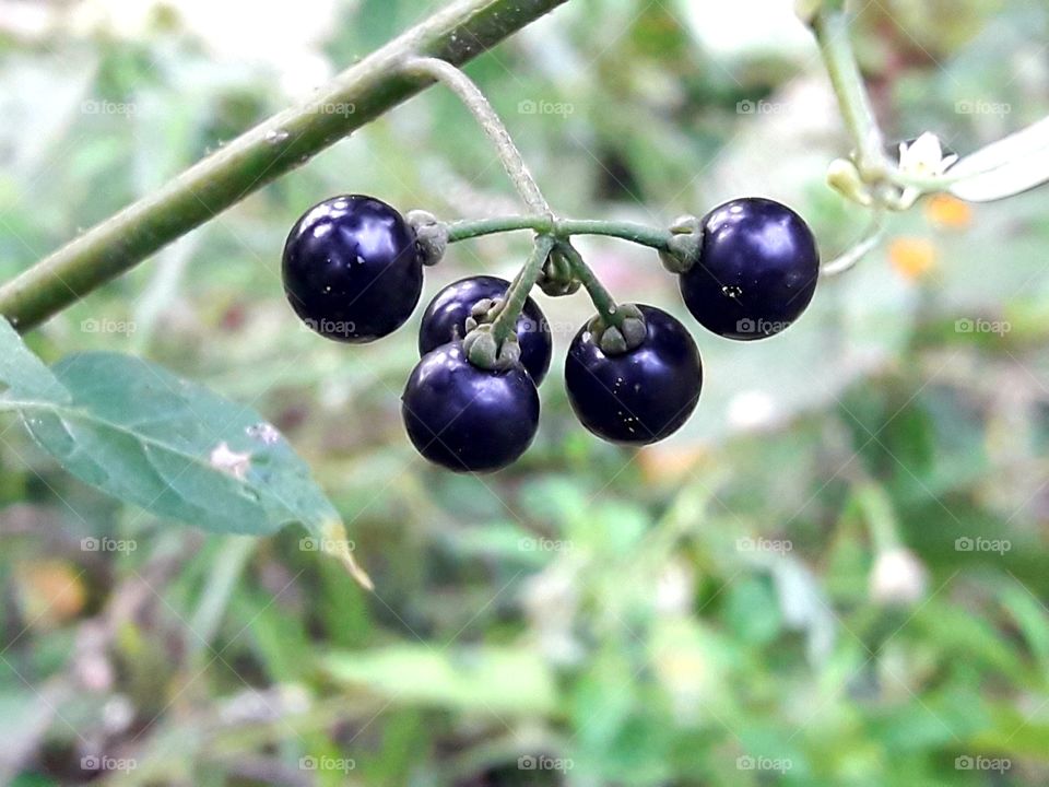 Wild plant fruits