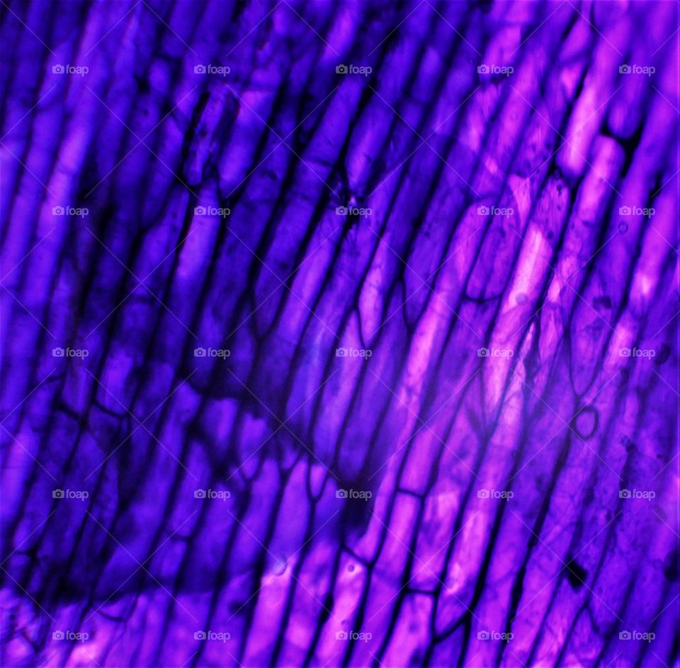 Epidermis de cebolla-Foto hecha mediante camara Eos 550 y microscopio bresser