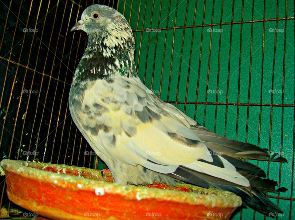 One pigeon bird photo