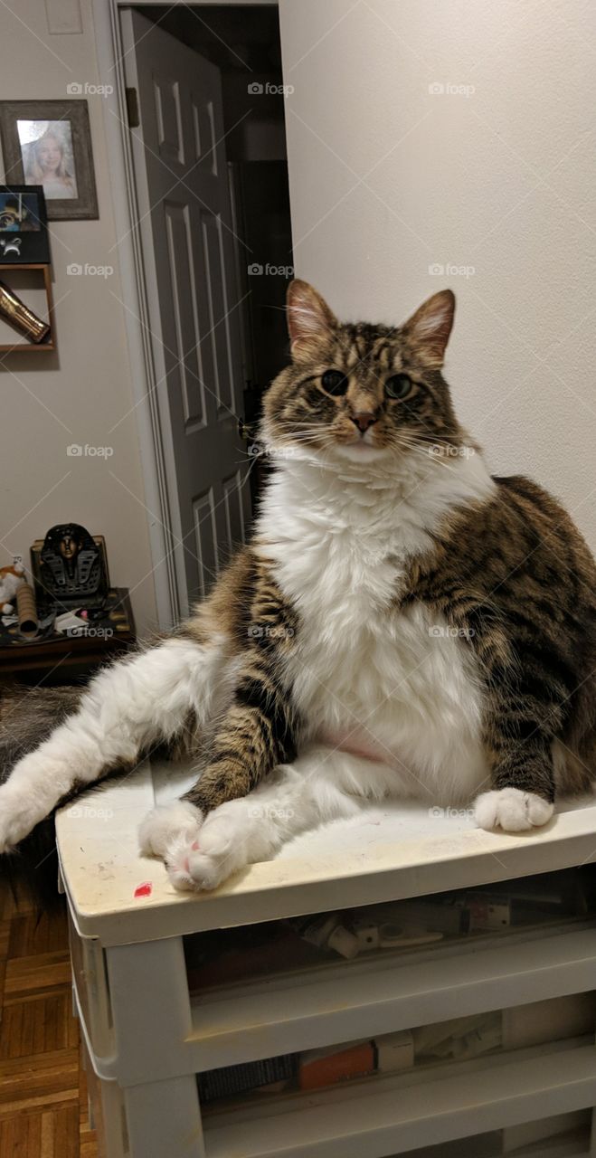 Fat Cat Sit