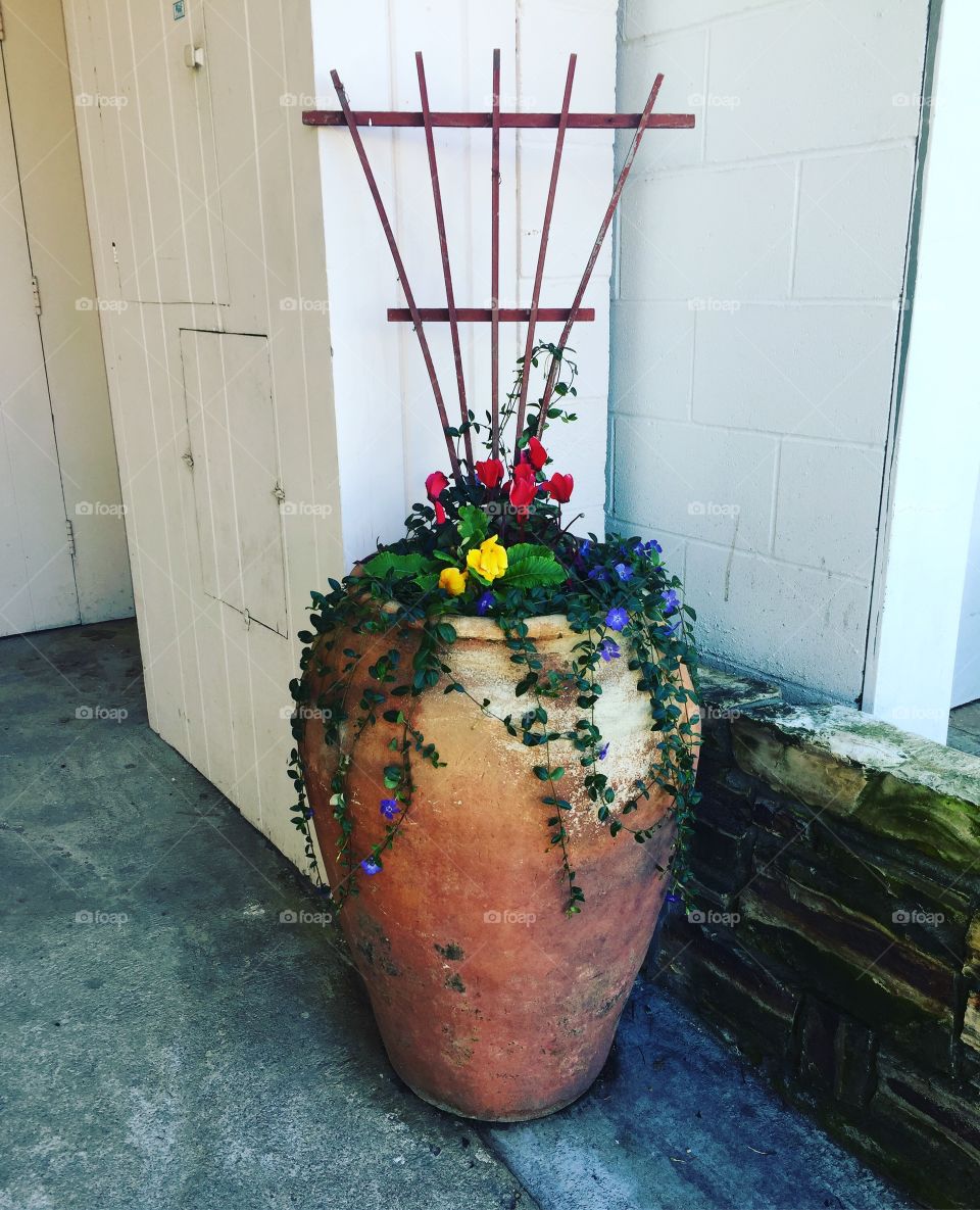 Pot and flowers