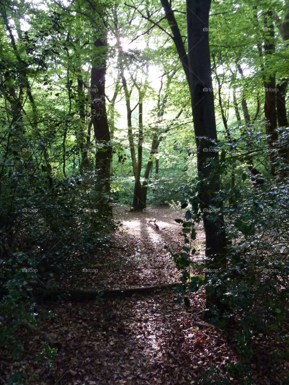 morning walk magical forest epping forest uk by jorussell888