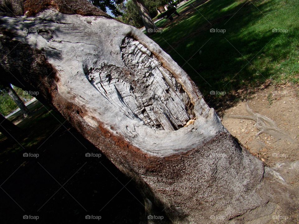 Heart shape in an old tree