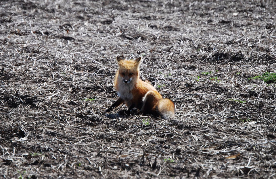 nature fox animals wildlife by wyntersolstice