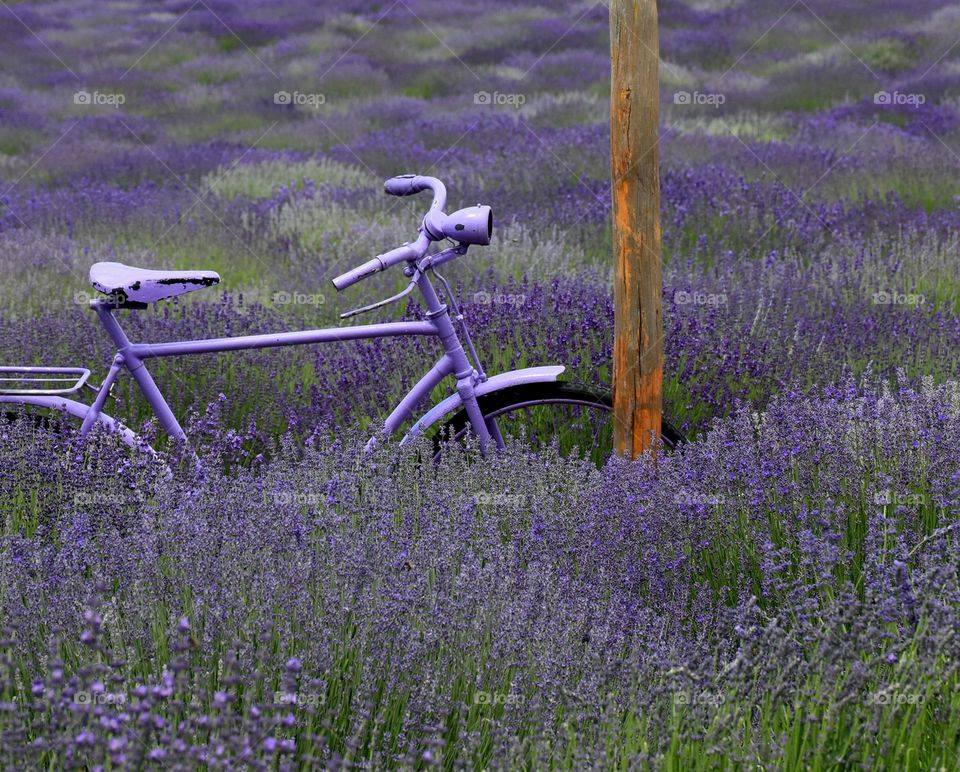 Lonely bicycle