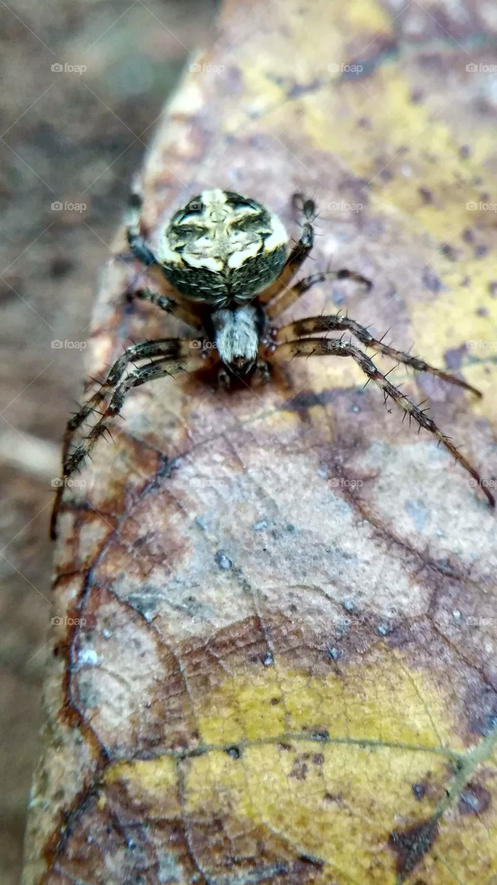spider