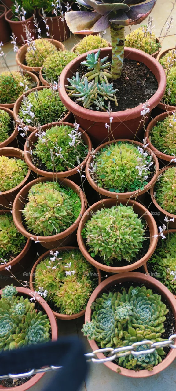 cactus plant