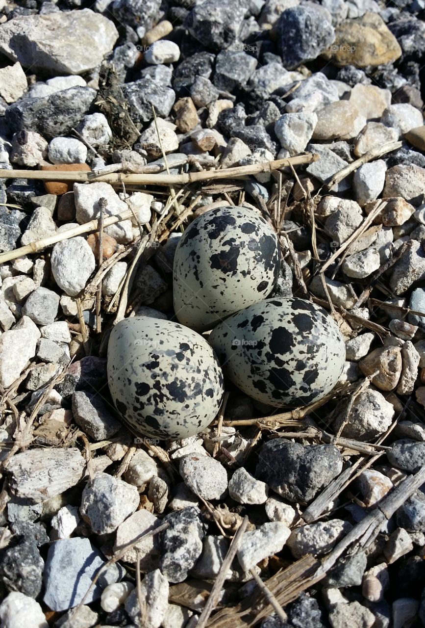 Killdeer eggs