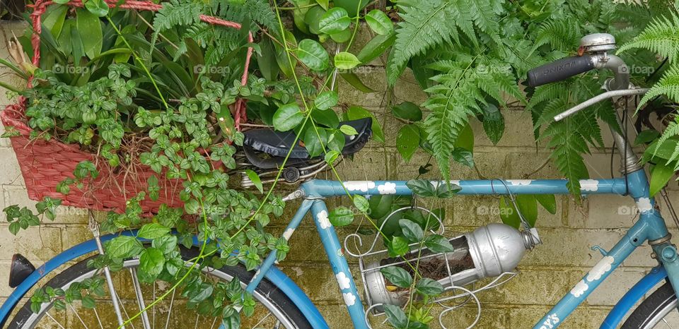 blue bicycle middle part along with beautiful greenery