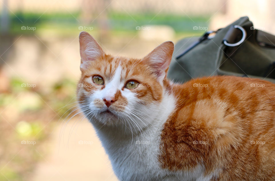 Portrait of a ginger white cat