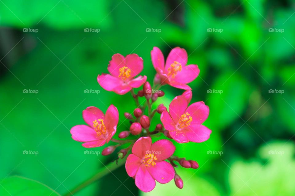 pink flower