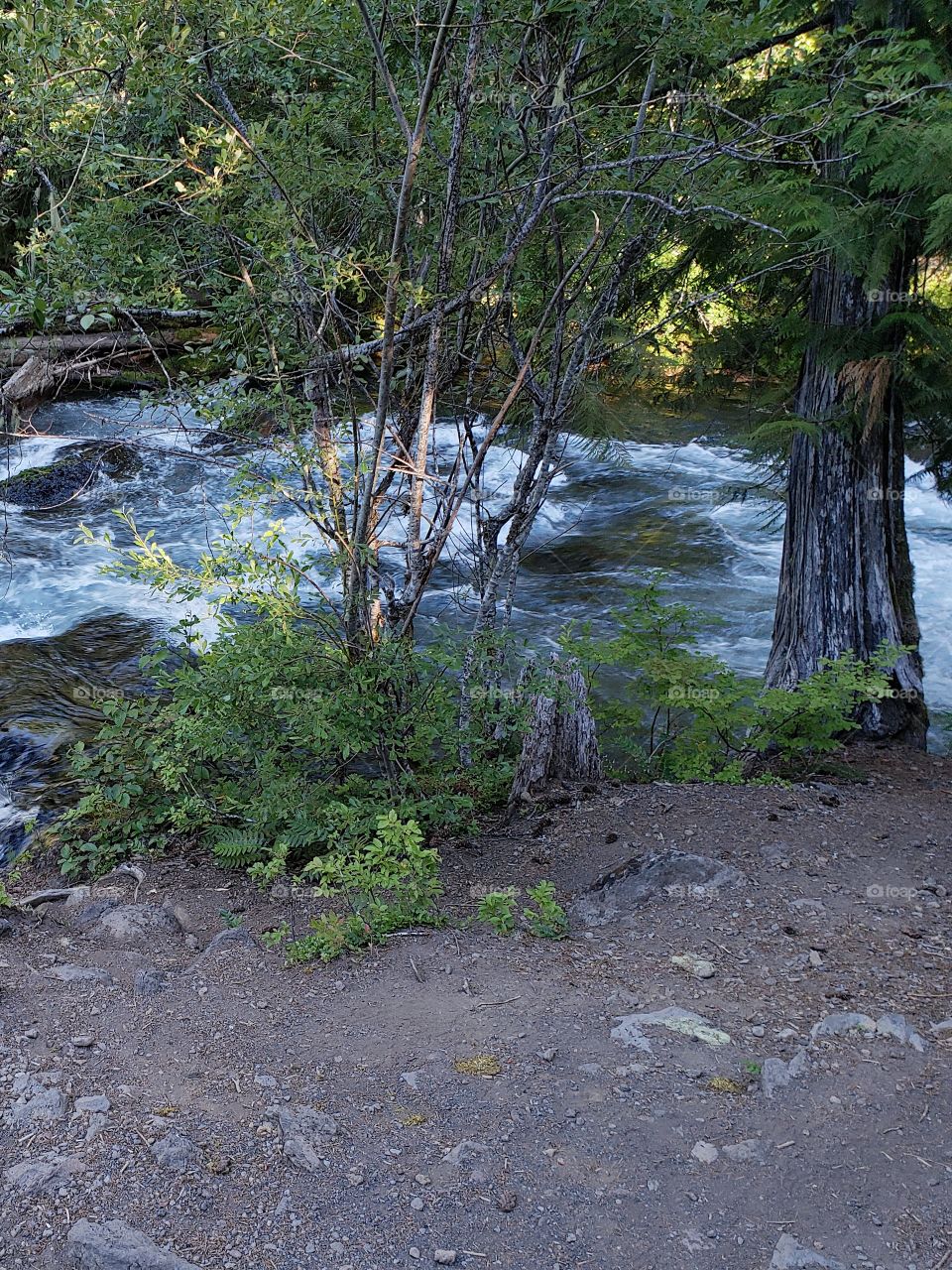 The sun rises on the rapids of the McKenzie River at Koosah Falls in Western Oregon on a summer morning.