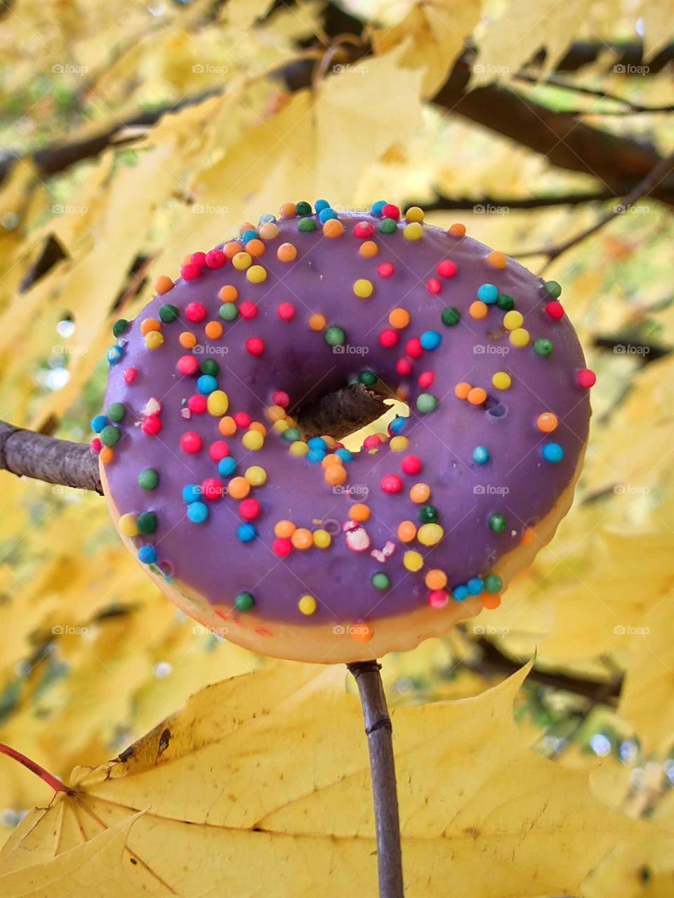 Autumn.  Dessert.  Donut lies on yellow maple leaves