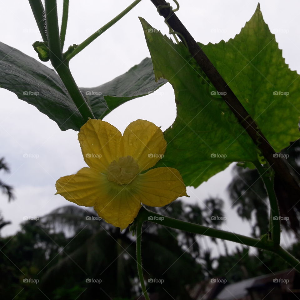 Vagitable garden pamkin blooming flower