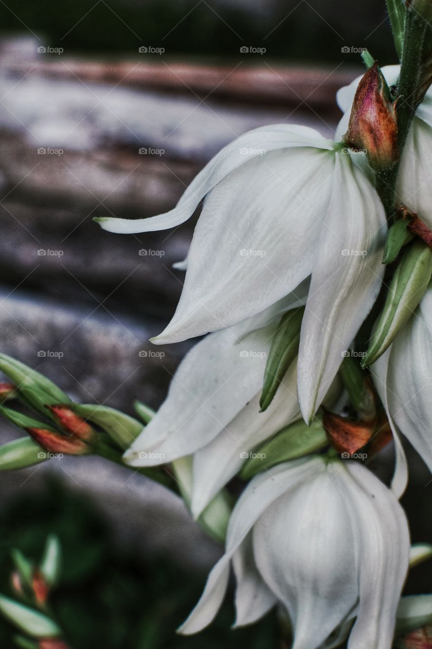 White flower