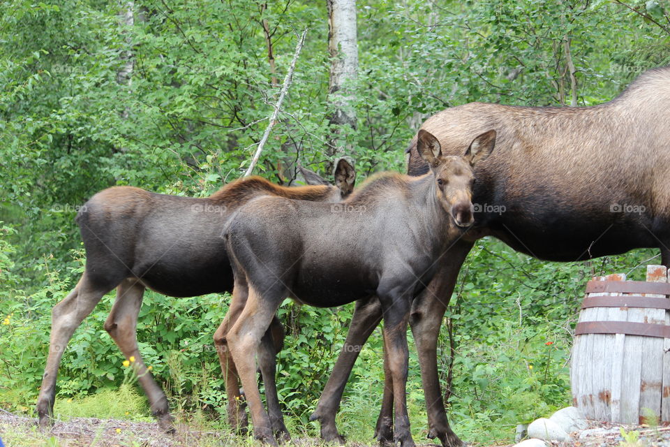 twin moose