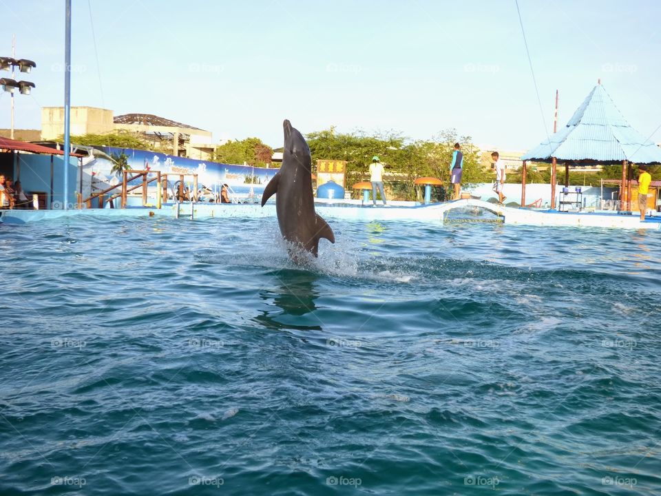 Dolphin